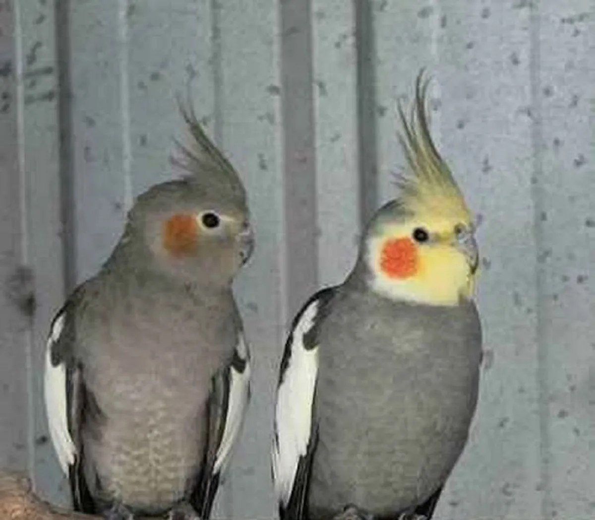 لوگوی سنا